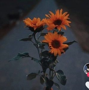 Meet your Posher, Sandy